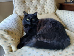 Lost Female Cat last seen Sheraton Drive, Washington, PA 15301