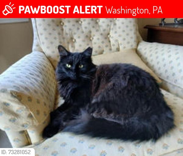 Lost Female Cat last seen Sheraton Drive, Washington, PA 15301