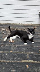 Found/Stray Male Cat last seen 23rd Avenue & 16th st near buckmaster park, Calgary, AB 