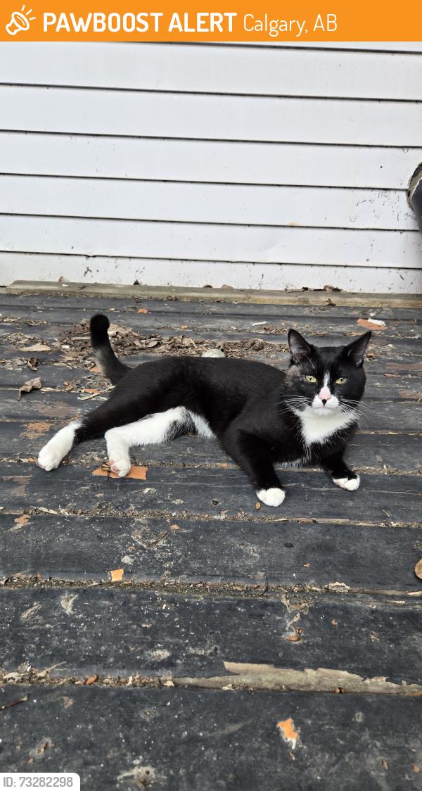 Found/Stray Male Cat last seen 23rd Avenue & 16th st near buckmaster park, Calgary, AB 