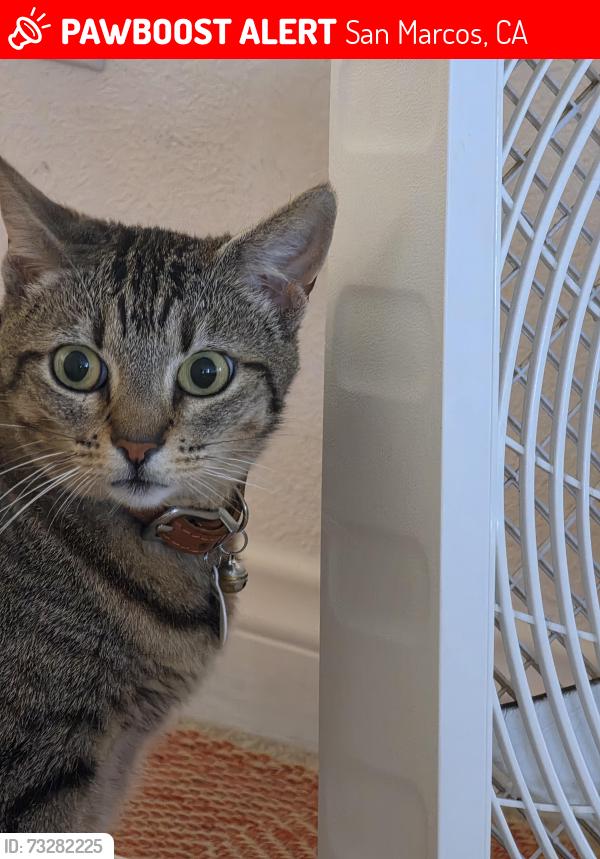 Lost Female Cat last seen N. Las Flores Dr. and Hydra Ct., San Marcos, CA 92069