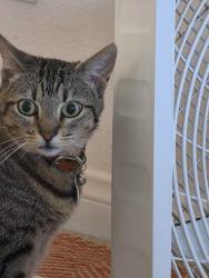 Lost Female Cat last seen N. Las Flores Dr. and Hydra Ct., San Marcos, CA 92069