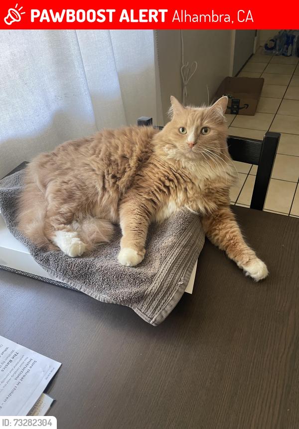 Lost Male Cat last seen Near w Ramona rd Alhambra, Alhambra, CA 91803