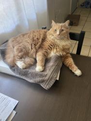 Lost Male Cat last seen Near w Ramona rd Alhambra, Alhambra, CA 91803
