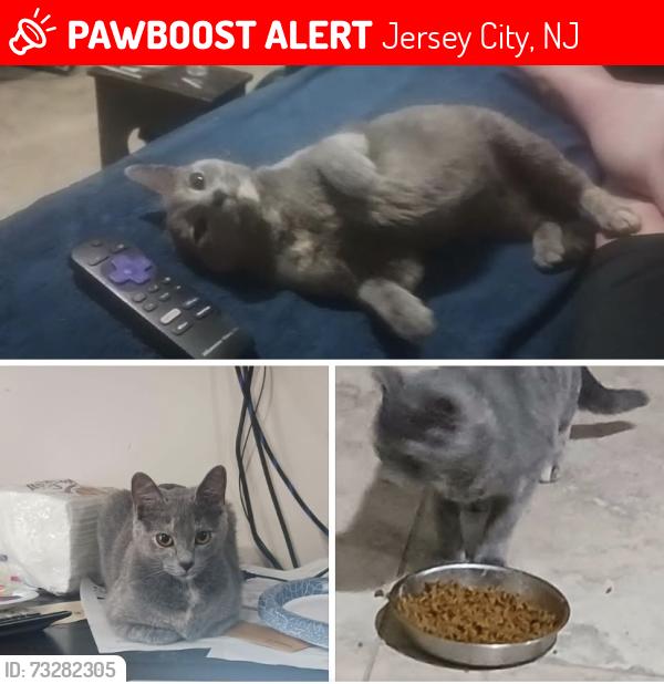 Lost Female Cat last seen Baldwin And Palisade Ave, Jersey City, NJ 07306