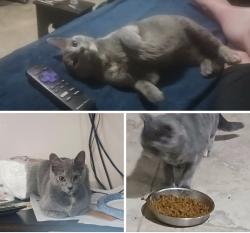 Lost Female Cat last seen Baldwin And Palisade Ave, Jersey City, NJ 07306