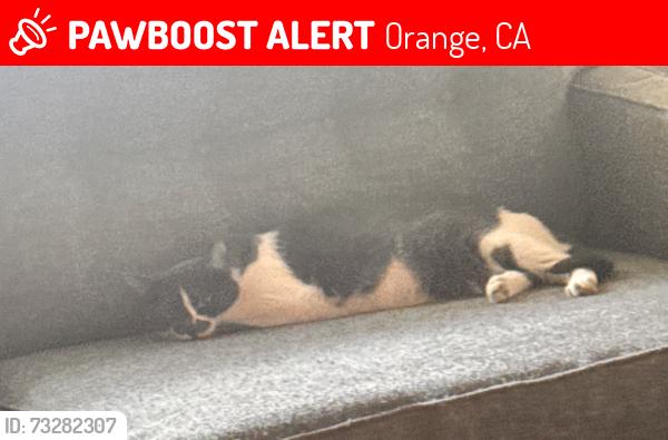 Lost Female Cat last seen del taco vonc, Orange, CA 92865