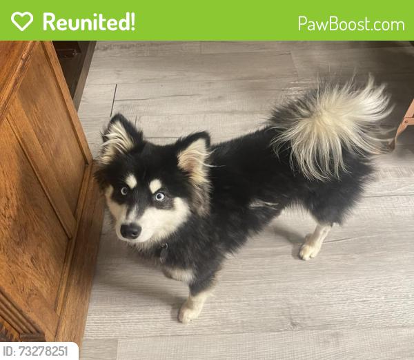 Reunited Male Dog last seen Foster St/Broad st Rural Hall, Rural Hall, NC 27045