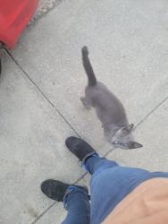 Found/Stray Unknown Cat last seen Ludlow st & 56th, Philadelphia, PA 19139