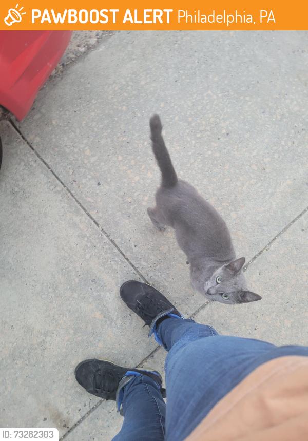 Found/Stray Unknown Cat last seen Ludlow st & 56th, Philadelphia, PA 19139