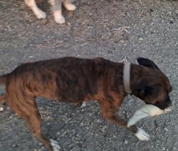 Lost Female Dog last seen Sierra Hwy and Anthony Acton, Agua Dulce, CA 91390