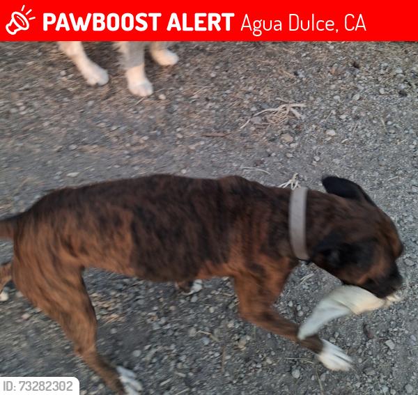Lost Female Dog last seen Sierra Hwy and Anthony Acton, Agua Dulce, CA 91390