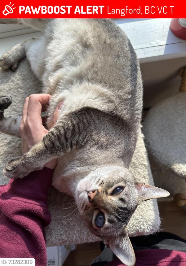 Lost Female Cat last seen Latoria Rd, near new elementary school, Langford, BC V9C 3T1