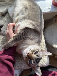 Lost Female Cat last seen Latoria Rd, near new elementary school, Langford, BC V9C 3T1