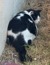 Found/Stray Unknown Cat last seen End of Chippewa court, San Diego, CA 92117