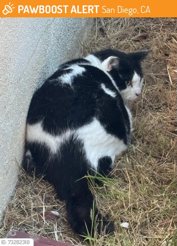 Found/Stray Unknown Cat last seen End of Chippewa court, San Diego, CA 92117
