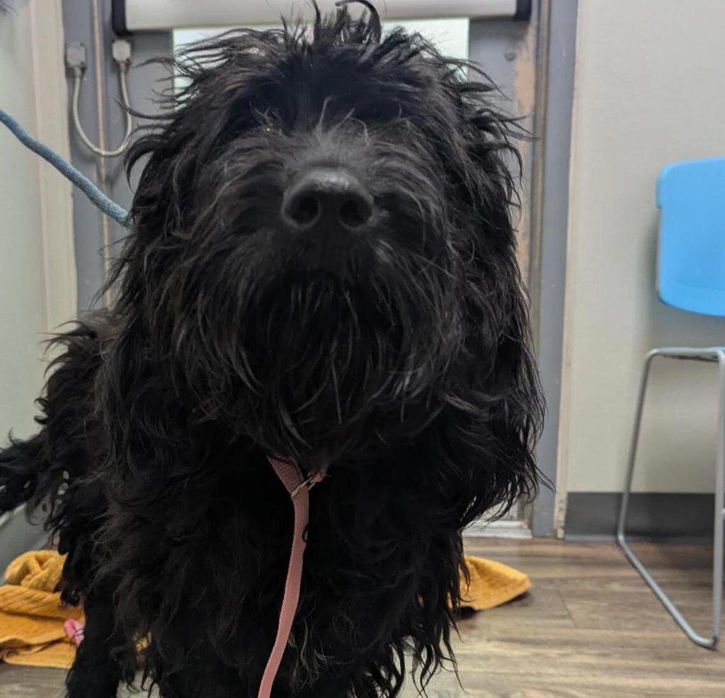 Shelter Stray Male Dog last seen Near Ulric Street, San Diego, CA, 92111, 5500 Gaines St, San Diego, CA 92110, USA