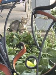 Found/Stray Unknown Cat last seen Oakwood and 27th street, Oak Creek, WI 53154