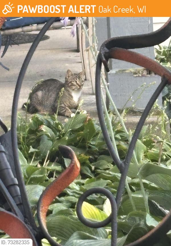 Found/Stray Unknown Cat last seen Oakwood and 27th street, Oak Creek, WI 53154