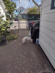 Found/Stray Female Dog last seen Near E Stanley, Granite Falls, WA 98252