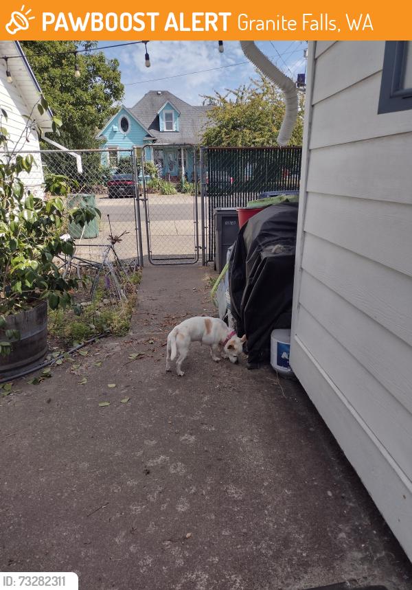 Found/Stray Female Dog last seen Near E Stanley, Granite Falls, WA 98252