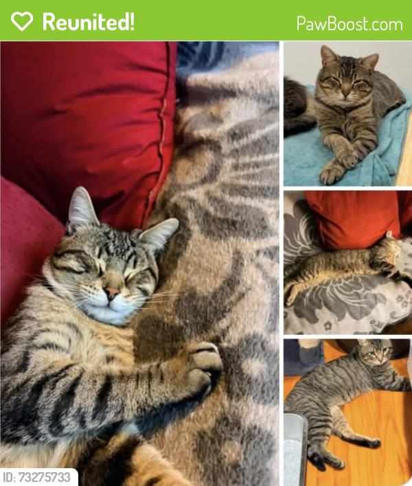 Reunited Male Cat last seen Rue Champigny, Montreal, QC 