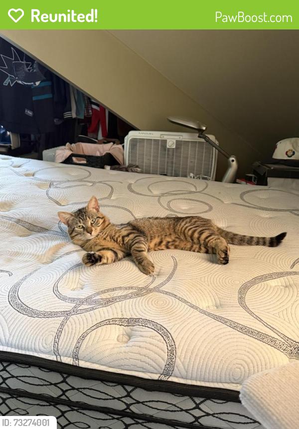 Reunited Male Cat last seen Lawrence and Leslie, Toronto, ON M3B 2B1