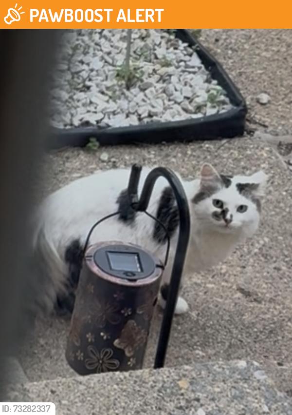 Found/Stray Unknown Cat last seen Maple and Farmington road, West Bloomfield Township, MI 48322