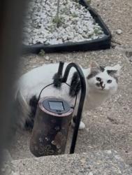 Found/Stray Unknown Cat last seen Maple and Farmington road, West Bloomfield Township, MI 48322