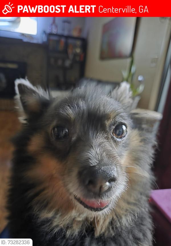 Lost Male Dog last seen Carl Vinson and Scarborough, Centerville, GA 31093