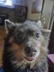 Lost Male Dog last seen Carl Vinson and Scarborough, Centerville, GA 31093