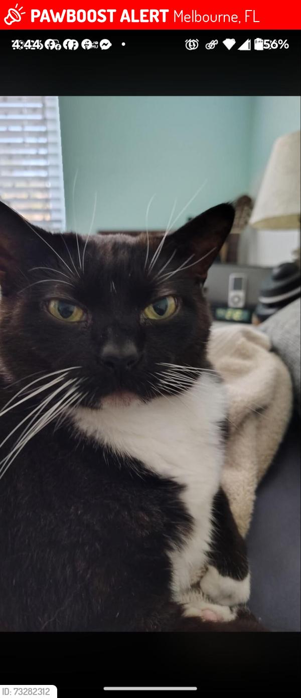 Lost Female Cat last seen Sun circle East and Eau Gallie blvd, Melbourne, FL 32935