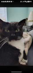 Lost Female Cat last seen Sun circle East and Eau Gallie blvd, Melbourne, FL 32935
