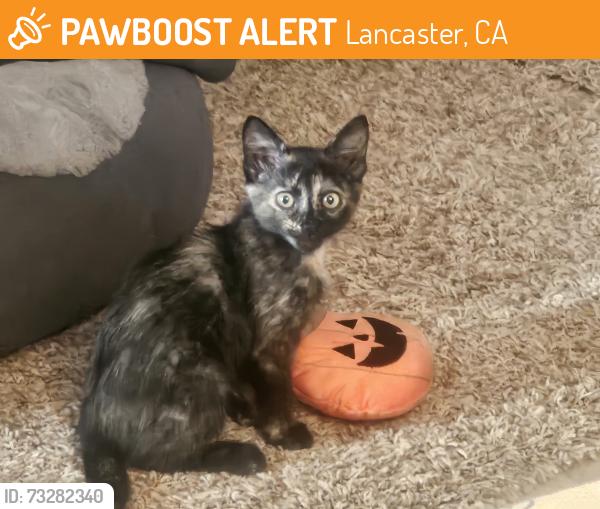 Found/Stray Female Cat last seen 25th west and Ave J-4, Lancaster, CA 93536