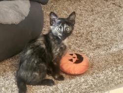 Found/Stray Female Cat last seen 25th west and Ave J-4, Lancaster, CA 93536