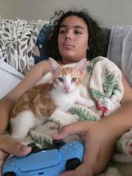 Lost Male Cat last seen 54th st, San Diego, CA 92105