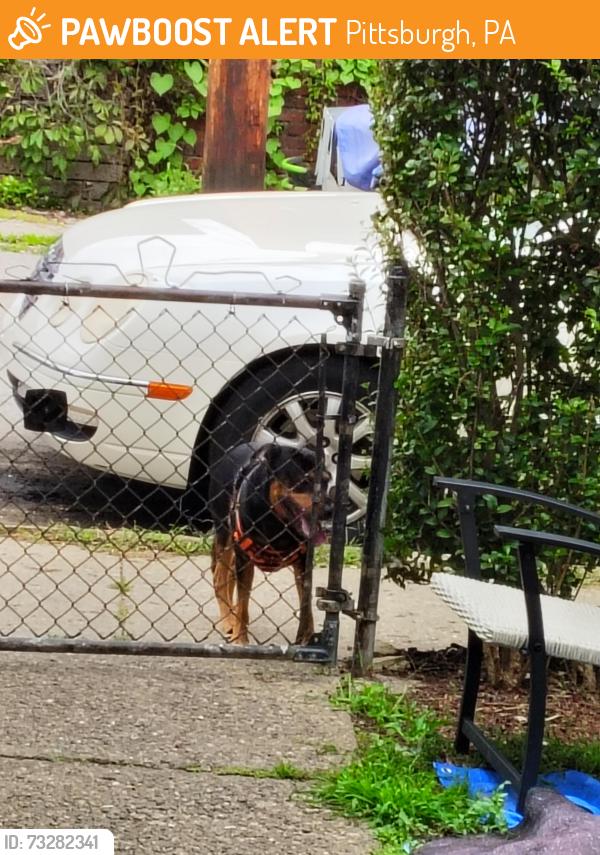 Found/Stray Unknown Dog last seen Suncrest or duart at ally behind Daytona, Pittsburgh, PA 15210