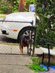 Found/Stray Unknown Dog last seen Suncrest or duart at ally behind Daytona, Pittsburgh, PA 15210