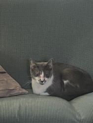 Lost Female Cat last seen Lipton and Ellice Ave, Winnipeg, MB R3G 2H6