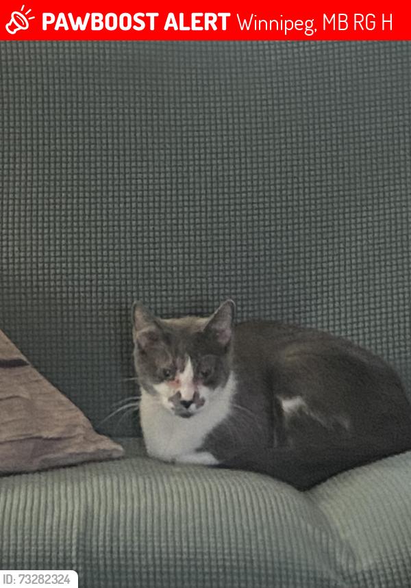Lost Female Cat last seen Lipton and Ellice Ave, Winnipeg, MB R3G 2H6