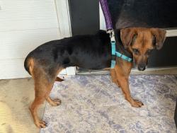 Reunited Female Dog last seen Hamby Rd, Alpharetta, Milton, GA 30004