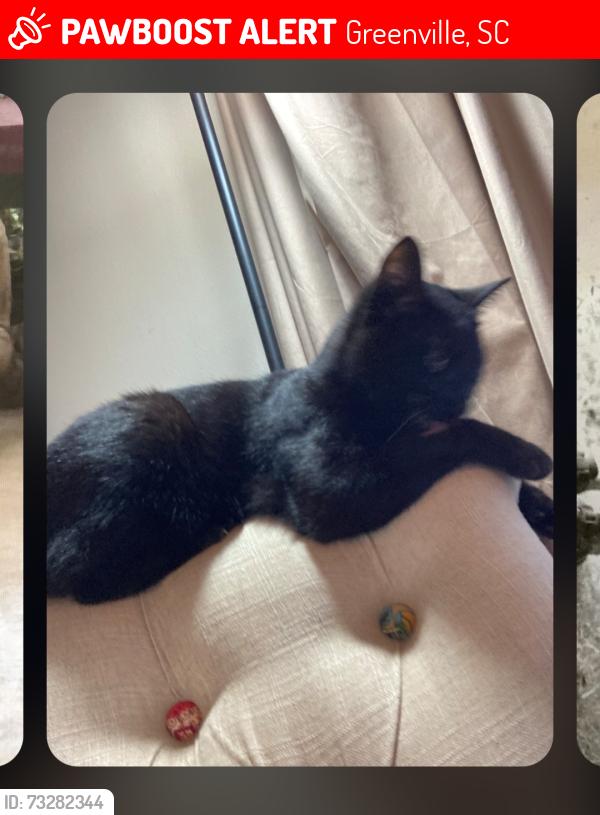 Lost Female Cat last seen Pelham, Greenville, SC 29615