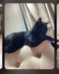 Lost Female Cat last seen Pelham, Greenville, SC 29615