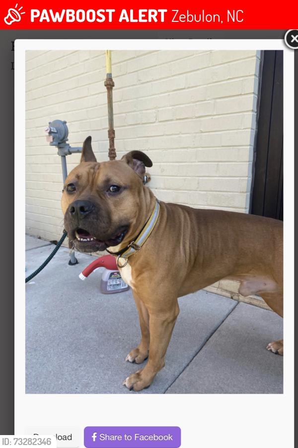 Lost Male Dog last seen Proctor st., Zebulon, NC 27597