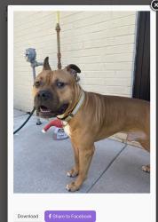 Lost Male Dog last seen Proctor st., Zebulon, NC 27597