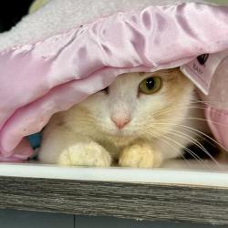 Shelter Stray Female Cat last seen , 21800 Central Ave, Matteson, IL 60443, USA