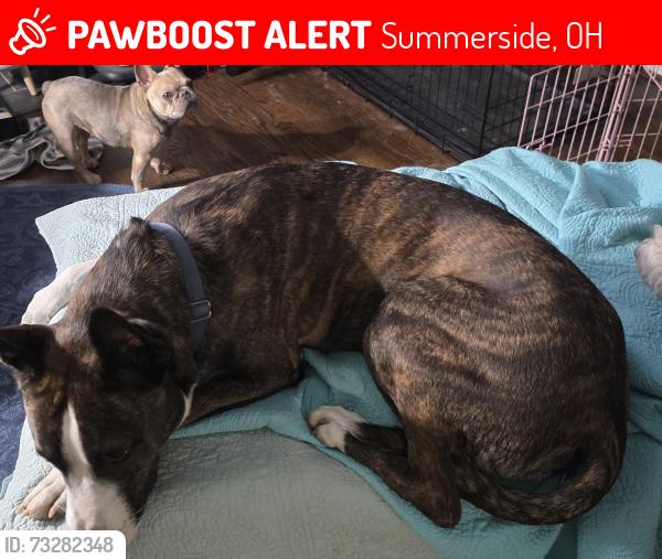Lost Male Dog last seen Summerside, Summerside, OH 45245