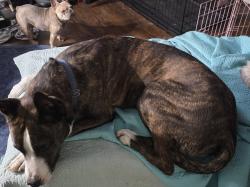 Lost Male Dog last seen Summerside, Summerside, OH 45245