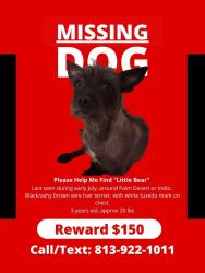 Lost Male Dog last seen Portola/de anza, Palm Desert, CA 92260