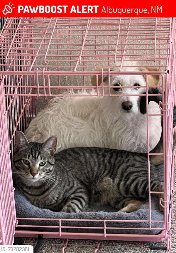 Lost Male Cat last seen Calle Vida, Albuquerque, NM 87114